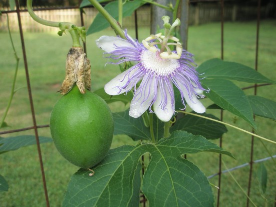 Passionflower (Passiflora incarnata) and passionfruit (maypop)